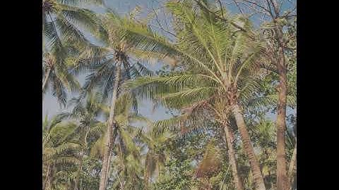 Pulsating Beach Parties