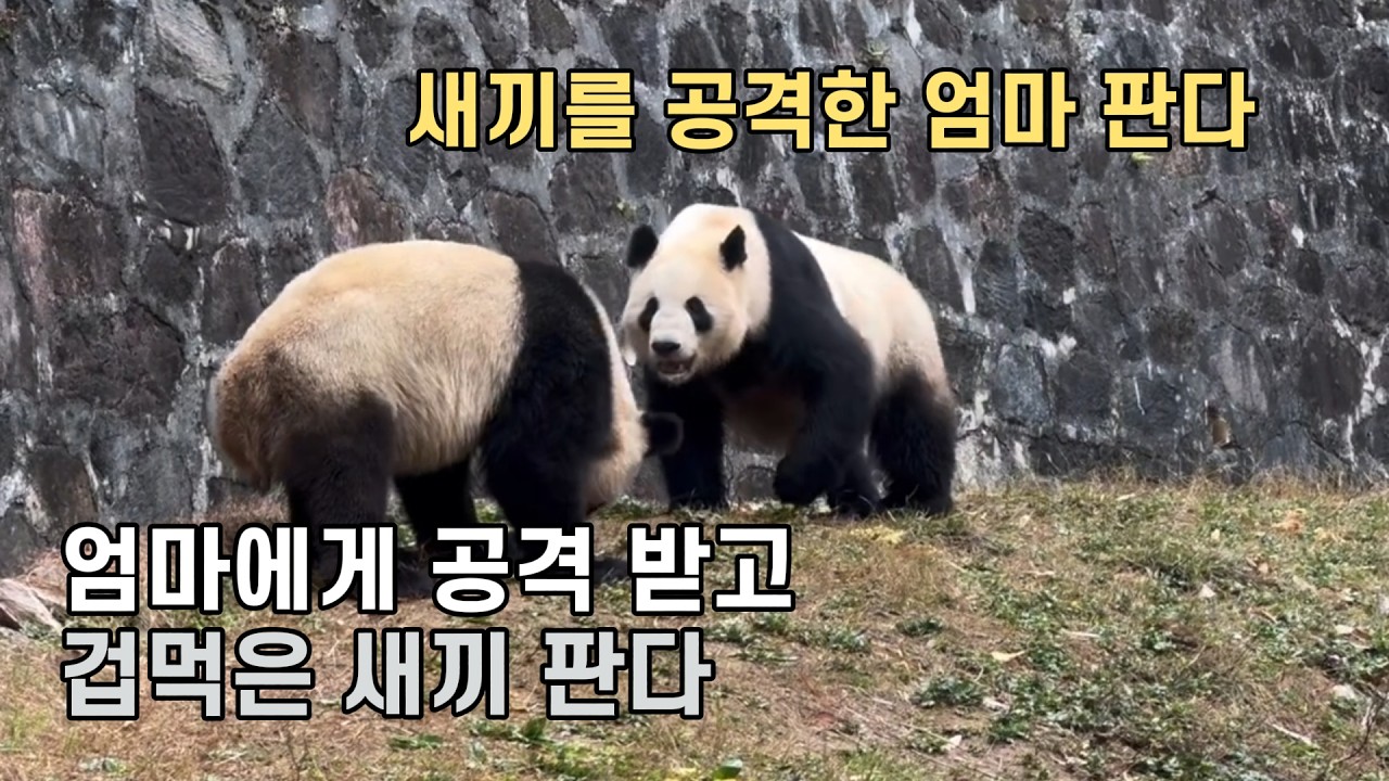 눈물을 머금고 모질게 쌍둥이 새끼를 독립 시킨 엄마 판다 수린(苏琳)