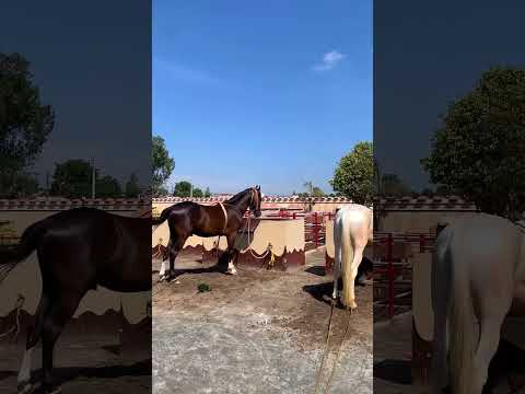ڈیرہ♥️  #horses #faisallalivlog #dera #lalian