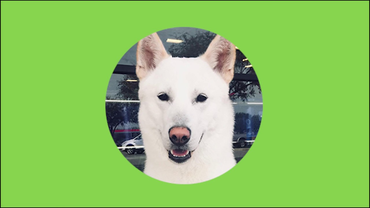 Ringke Dual Easy Screen Protector Tutorial - Woof Woof Dustproof !