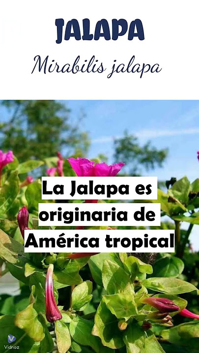JALAPA | #plantas #medicine #medicinalplants #agroecology #agriculture #agricultura #shorts