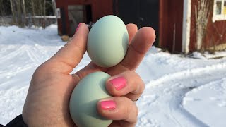 11 Chickens That Lay Colored Eggs! [Olive, Blue, and Pink Hen Eggs?!]