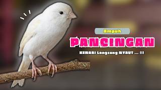 Kenari GACOR Panjang Suara PANCINGAN Kenari PAUD Belajar Bunyi Ngeriwik | Masteran Kenari Paud #710