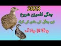 New Female Rain Quail Chinga Madi Ki Kirk New Female Rain Quail Chinga Madi Ki Kirk