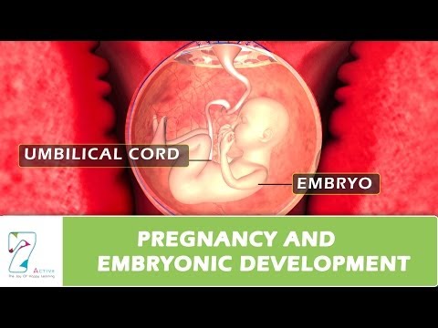 Video: Development And Maintenance Of Pregnancy