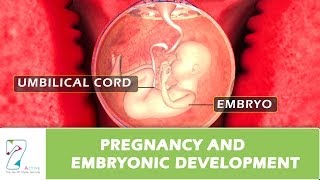 Pregnancy and Embryonic Development