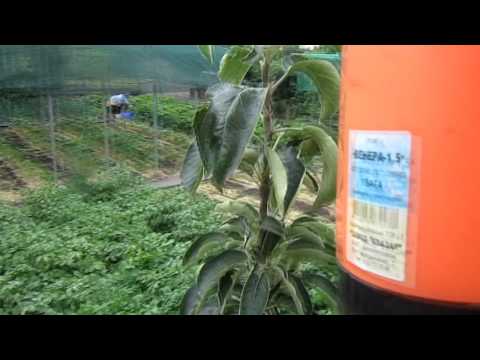 Борьба с тлёй и чёрной мошкой на деревьях и томатах