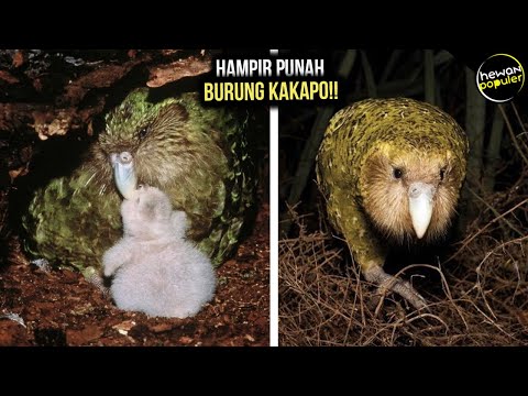 Video: Apakah kakapo tinggal di liang?