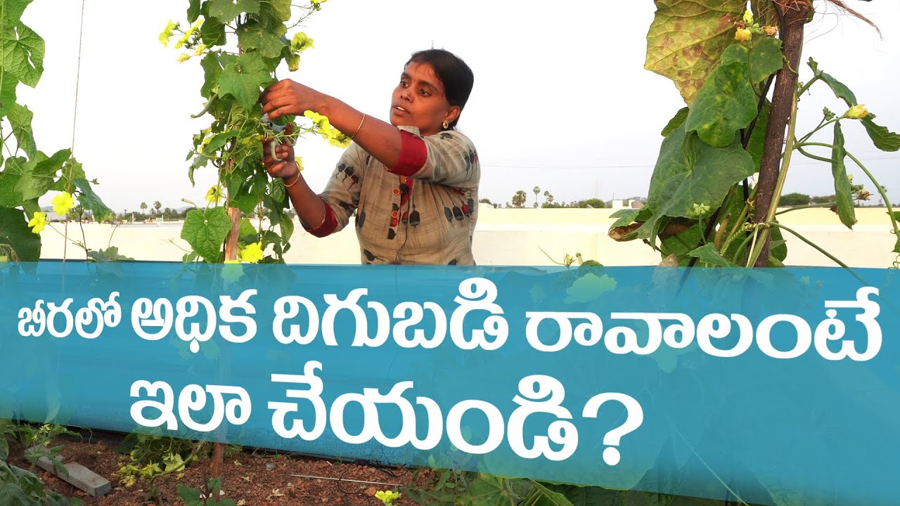 Ridge Gourd Cultivation | How to do 3G cutting of Ridge gourd for high yielding | Airaa Organic |