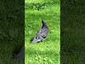 Graceful Pigeons #3,896 #shorts #pigeon #bird #birds #peaceful #youtubeshorts #kabootar #shortvideo