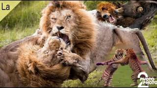 fight of animals lion , tiger, bear  .Драка диких зверей, Лев, Тигр, Медведь, зебра.