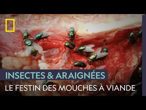 Vidéo: Quel pays mange des asticots ?