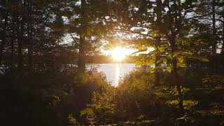Sunset Through the Trees - 4K UHD - Living Landscapes Sunset Through the Trees - 4K UHD - Living Landscapes