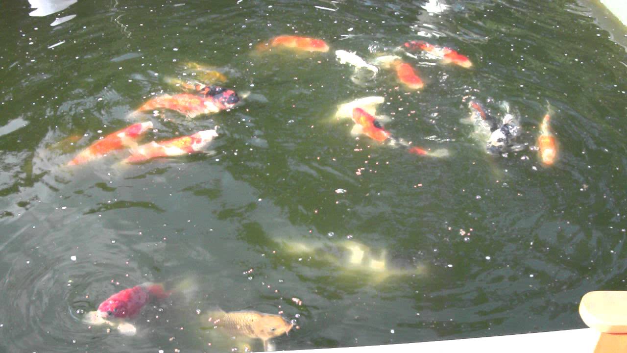 Koiteich modern 1 Koi Teich YouTube
