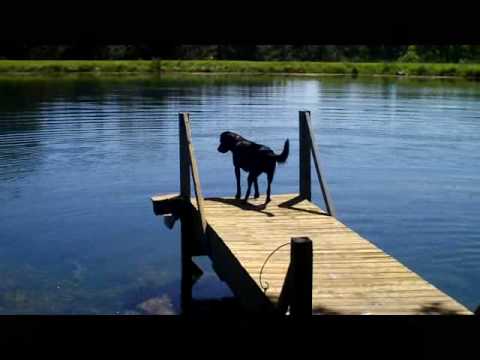 Fishing Dog - YouTube