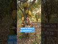“AI ने बना दिया दुनिया का सबसे रहस्यमयी फल 😱 | Future Smart Farming Video | #shorts #trending #viral