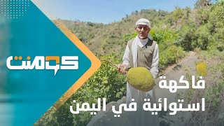 اليمن الثالثة عالميا في زراعة جاك فروت .. ما حقيقة ذلك؟! | كومنت