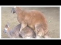 Funny Animal   Animal Mating Best Moment Compilation 2015   Animals Mating 2015