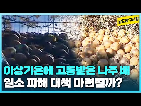 이상기온으로 심각한 일소 피해를 입은 나주 배 농가, 정부 대책 마련될까? [남도탐구생활_광주MBC_2024.11.26]