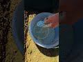 Drip-Line Soil Maintenance: Enhancing Root Aeration for Strawberry Beds! 🌿🍓 #farmoratv #nature #asmr