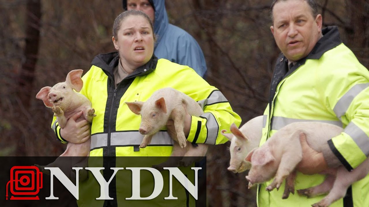 Truck Carrying Thousands of Pigs Overturns on North Carolina Highway