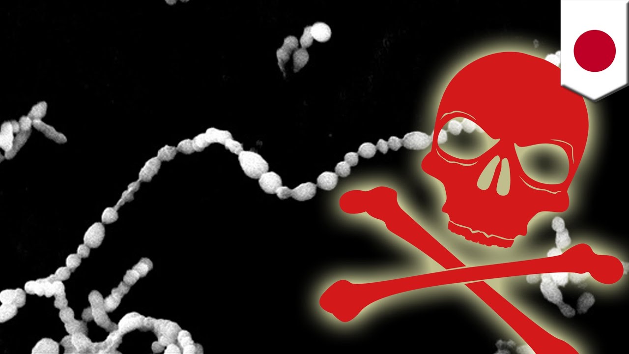 Flesheating bacteria Japan suffers record number of cases of deadly