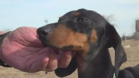 Killeen woman finds dog in a bag