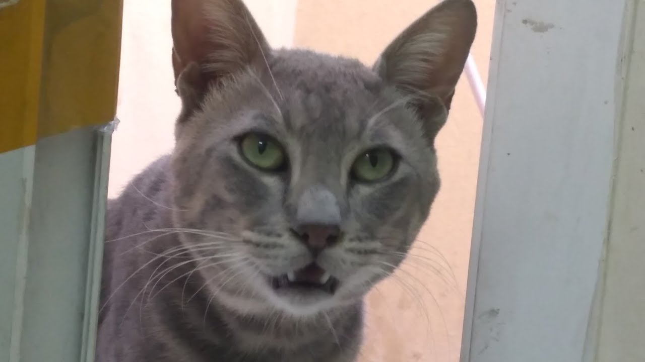 Best Indian Funny Cat Videos ✅️ Cats Feeding beautiful moment top videos