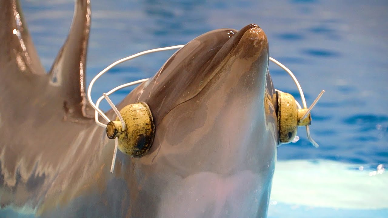 いおワールドかごしま水族館 『いるかの時間』 - YouTube