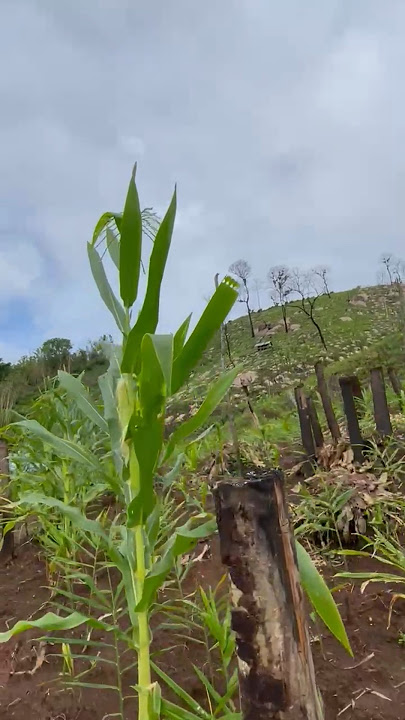 Kopbu jong alhung deh2 jeng tai ong #village #lifestyle