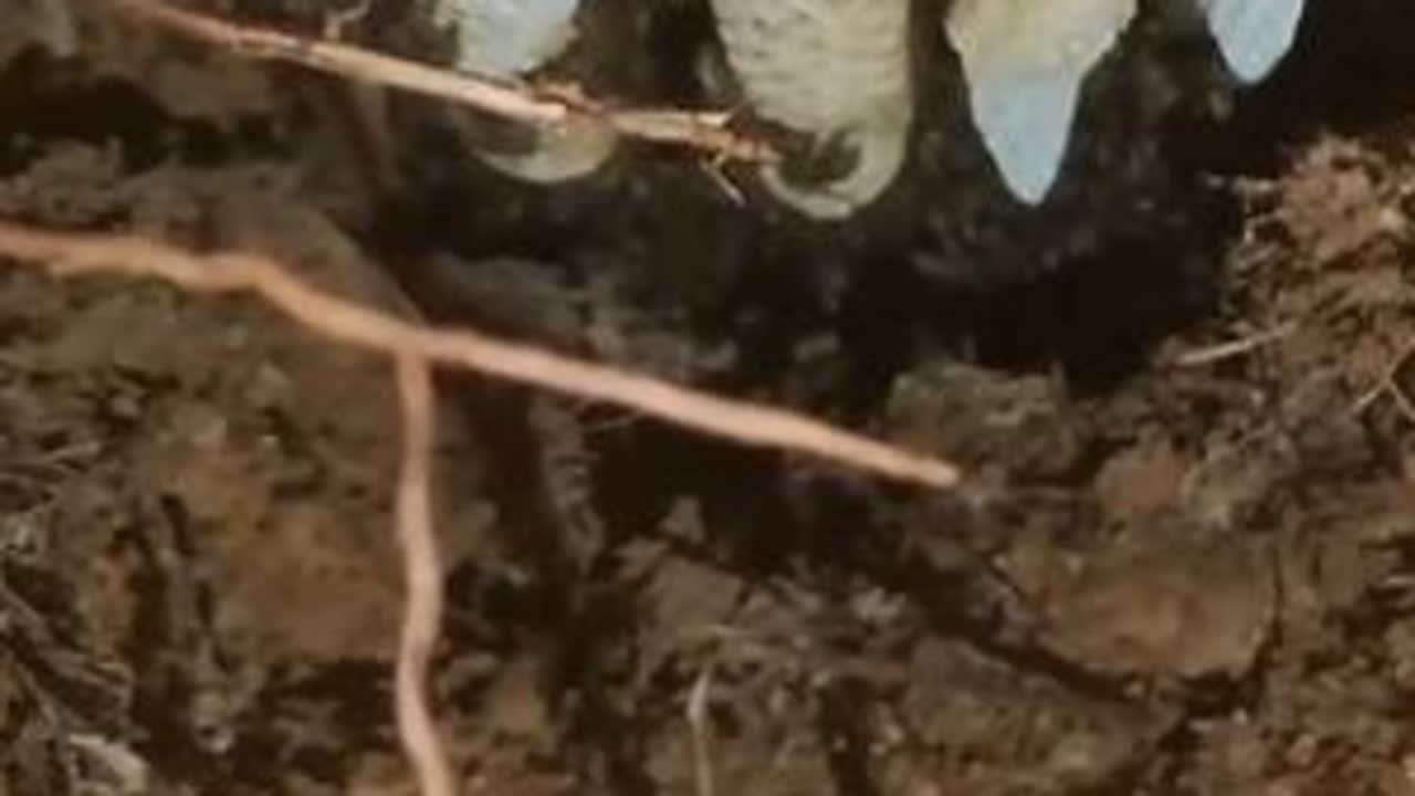 在老鼠洞的蜜蜂窝，以为很小一窝，想不到是强群 