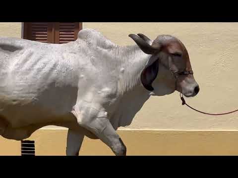 LOTE 23   SUDG 243