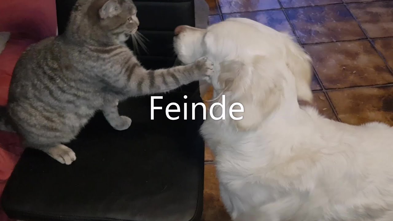 Katze und Hund - YouTube