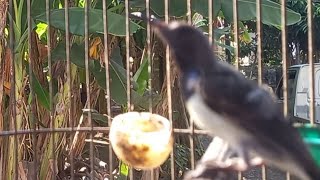 Download Lagu Pancingan crecet crecet sogon ijoan MP3