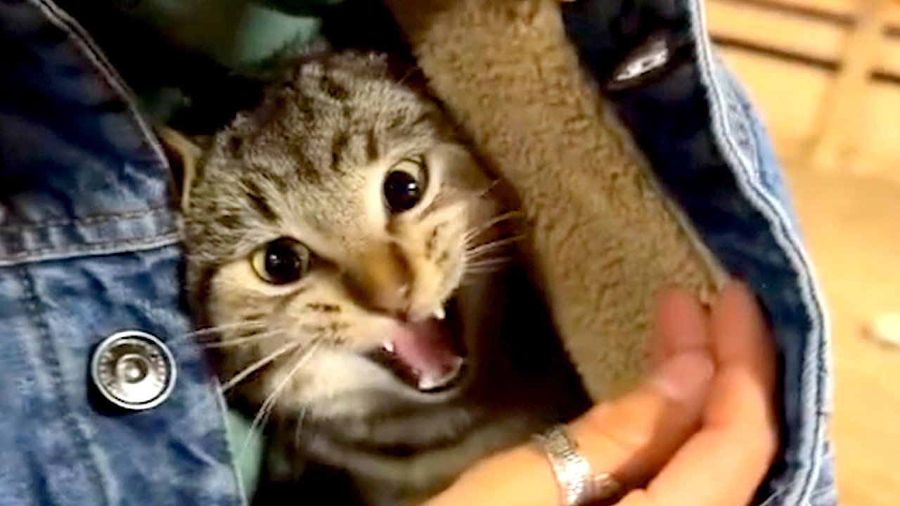 These Cute and Funny Dogs and Cats will MAKE YOU LAUGH! - YouTube