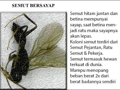 Semut Hitam Bersayap Besar 1600 X Youtube
