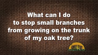 Q&A – What can I do to stop small branches from growing out of an oak tree trunk?