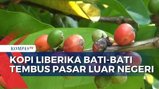 Download Lagu Kopi Liberika Bati-Bati Populer di Luar Negeri MP3