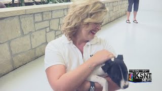 Over 250 pets find forever homes during Clear the Shelters campaign
