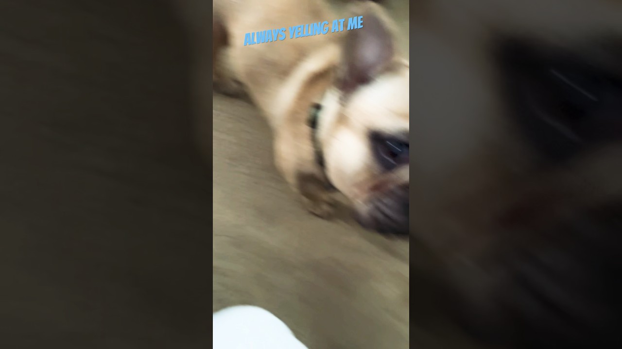 Frenchie attitude wait till end 