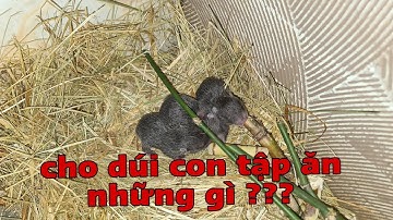 Chăm Sóc Dúi Mẹ Nuôi Con Và Thức Ăn Cho Dúi Con Tập Ăn | Nguyễn Nguyên TM