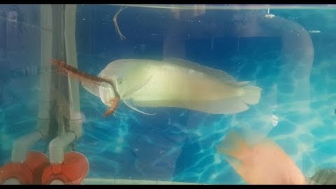 Cá rồng ăn rết