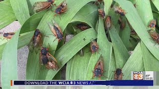 'I'm staying inside': Decatur neighborhood reacts to cicada influx