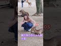 日本の鹿は観光客が大好き 🦌❣️