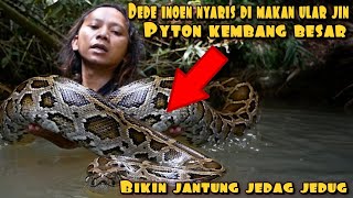 DEDE INOEN LAWAN PREDATOR PEMAKAN BABI HUTAN