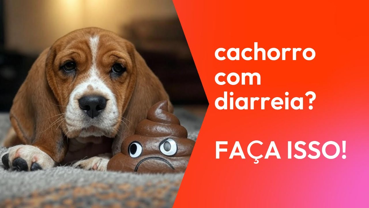 “🚨 Meu Cachorro Está com Diarreia! O Que Fazer? Veterinário Explica! 🐶💩 ...