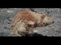 Documental "Perros Callejeros"