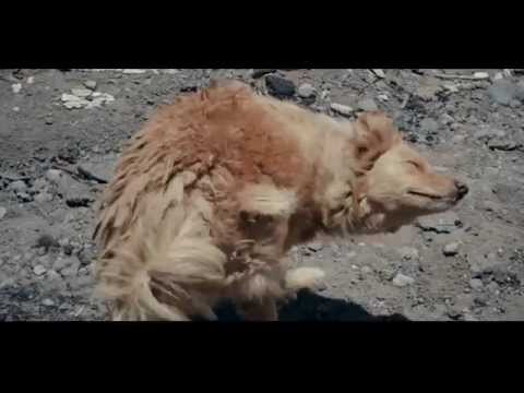 Documental "Perros Callejeros"