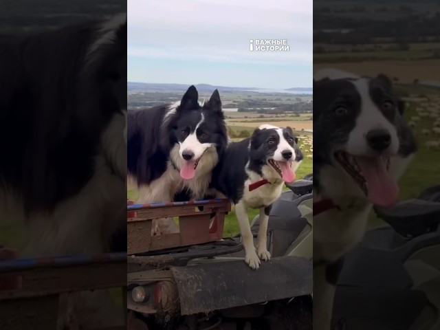 Как собаки, которые спасали людей, стали их жертвами