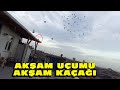 KAÇAK İNMİŞ SON ANDA FARKINA VARDIM AKŞAM UÇUMU AKŞAM KAÇAĞI